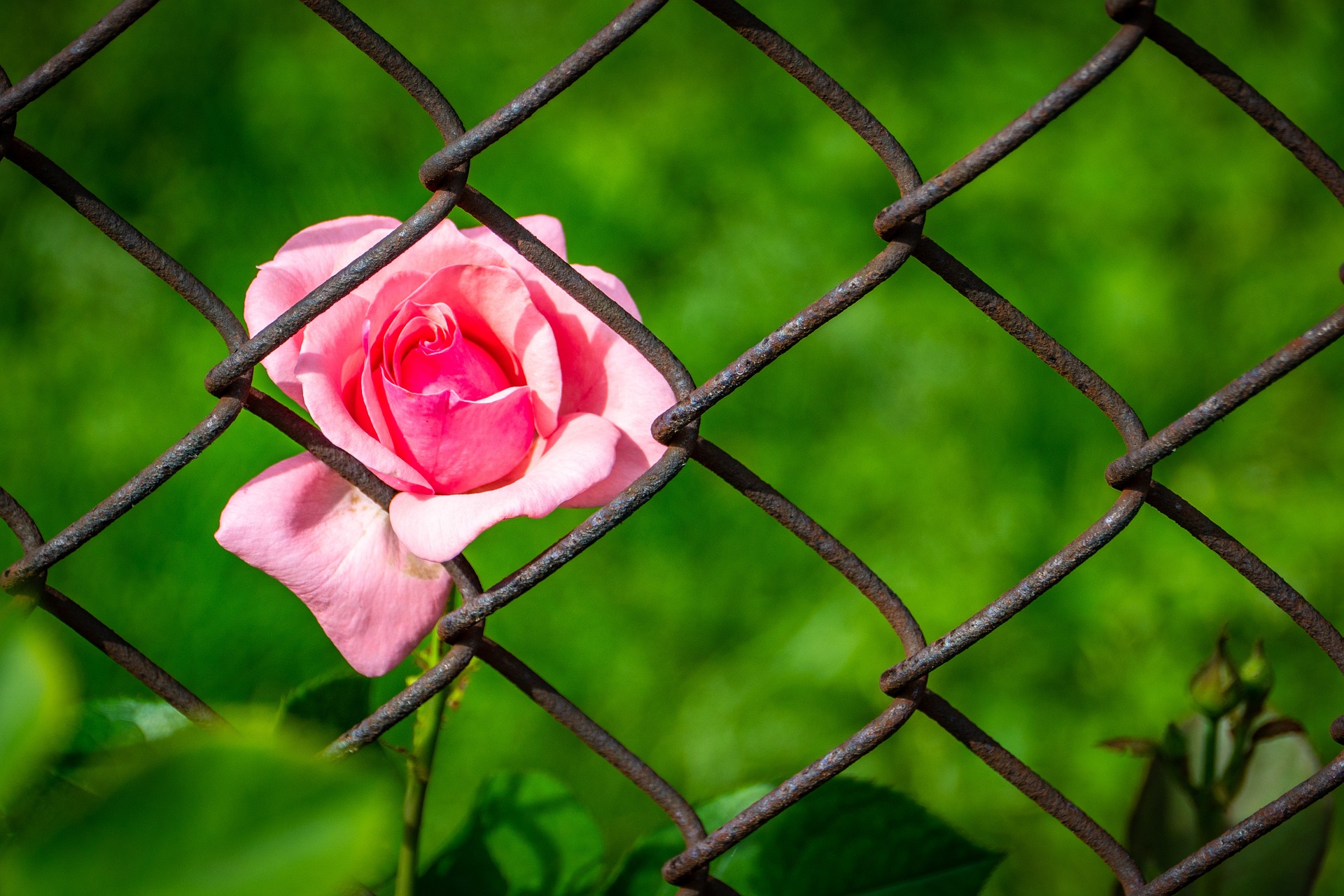 De goede machten van Dietrich Bonhoeffer