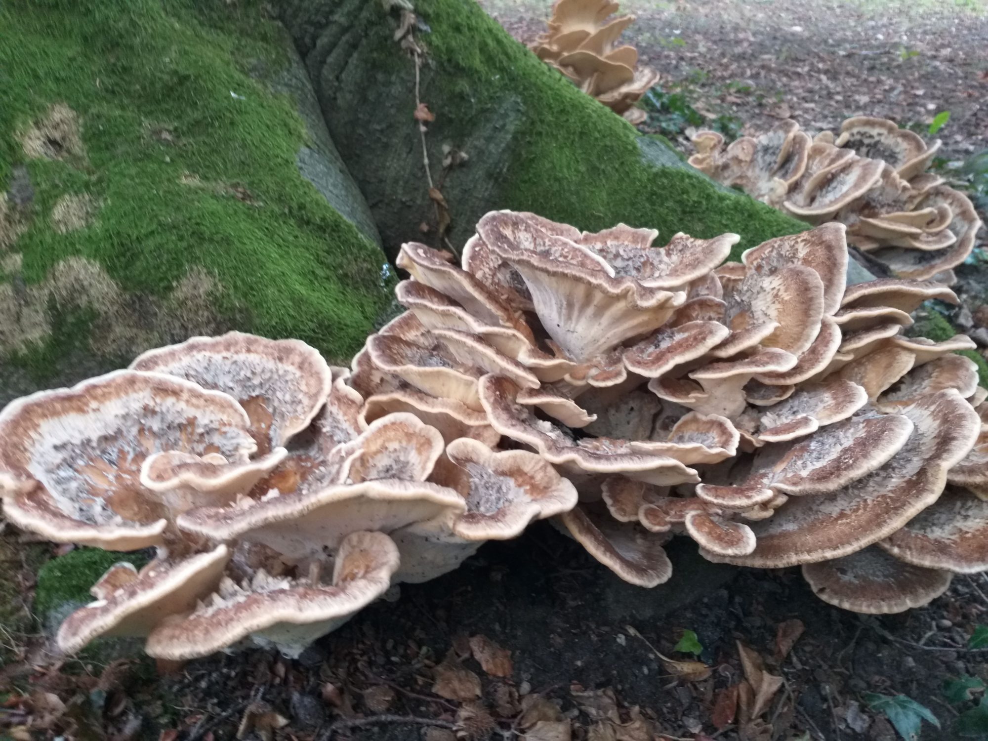 Verwonderwandeling #groenekerken